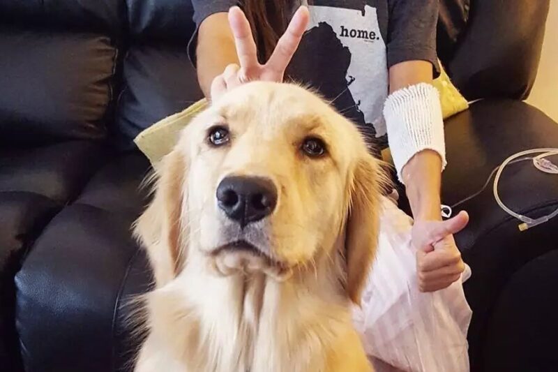 What to Do If Your Dog Has Dandruff?