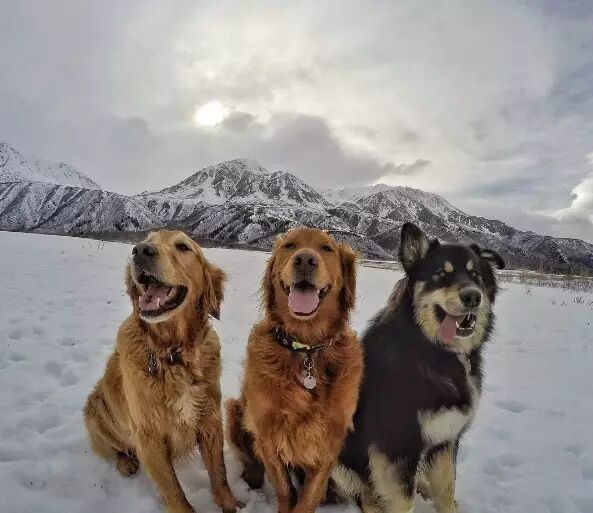 How to Treat Limb Trauma in Dogs?