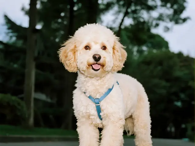 What to do if a dog has bad breath?