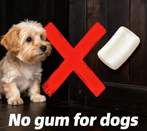 This Common Household Item Is a “Silent Killer” for Dogs